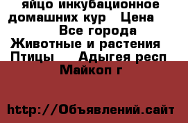 яйцо инкубационное домашних кур › Цена ­ 25 - Все города Животные и растения » Птицы   . Адыгея респ.,Майкоп г.